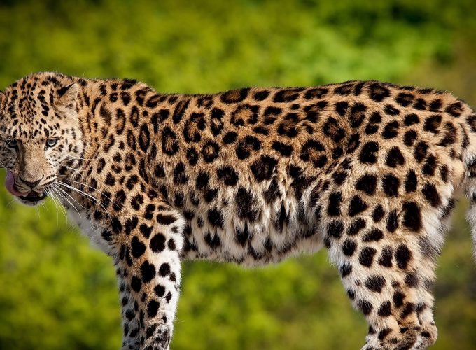 Wallpaper Leopard, 4k, Animals 260285184